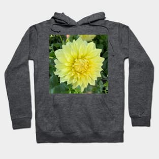 Yellow Dahlia Bloom Hoodie